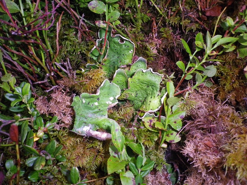 Lichene verde,puntini neri